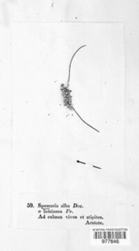 Spumaria alba image